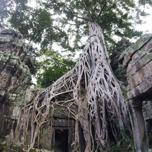 Racines d'un fromager sur les pierres du temple de Ta Prohm